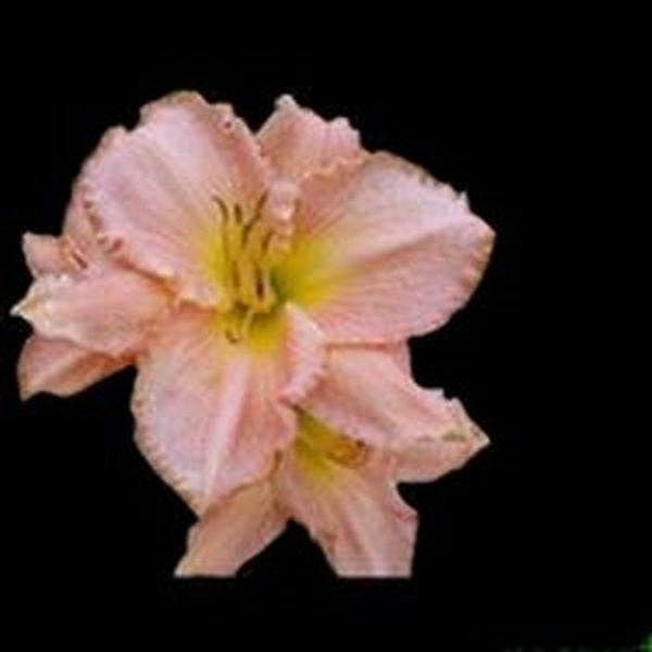 Atlanta Debutante