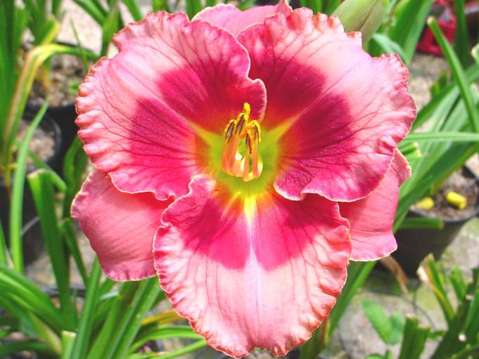 Cherry Burst