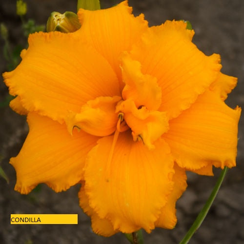 Condilla