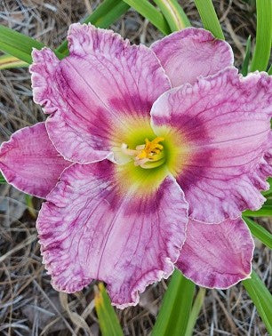 Ellen's Delight