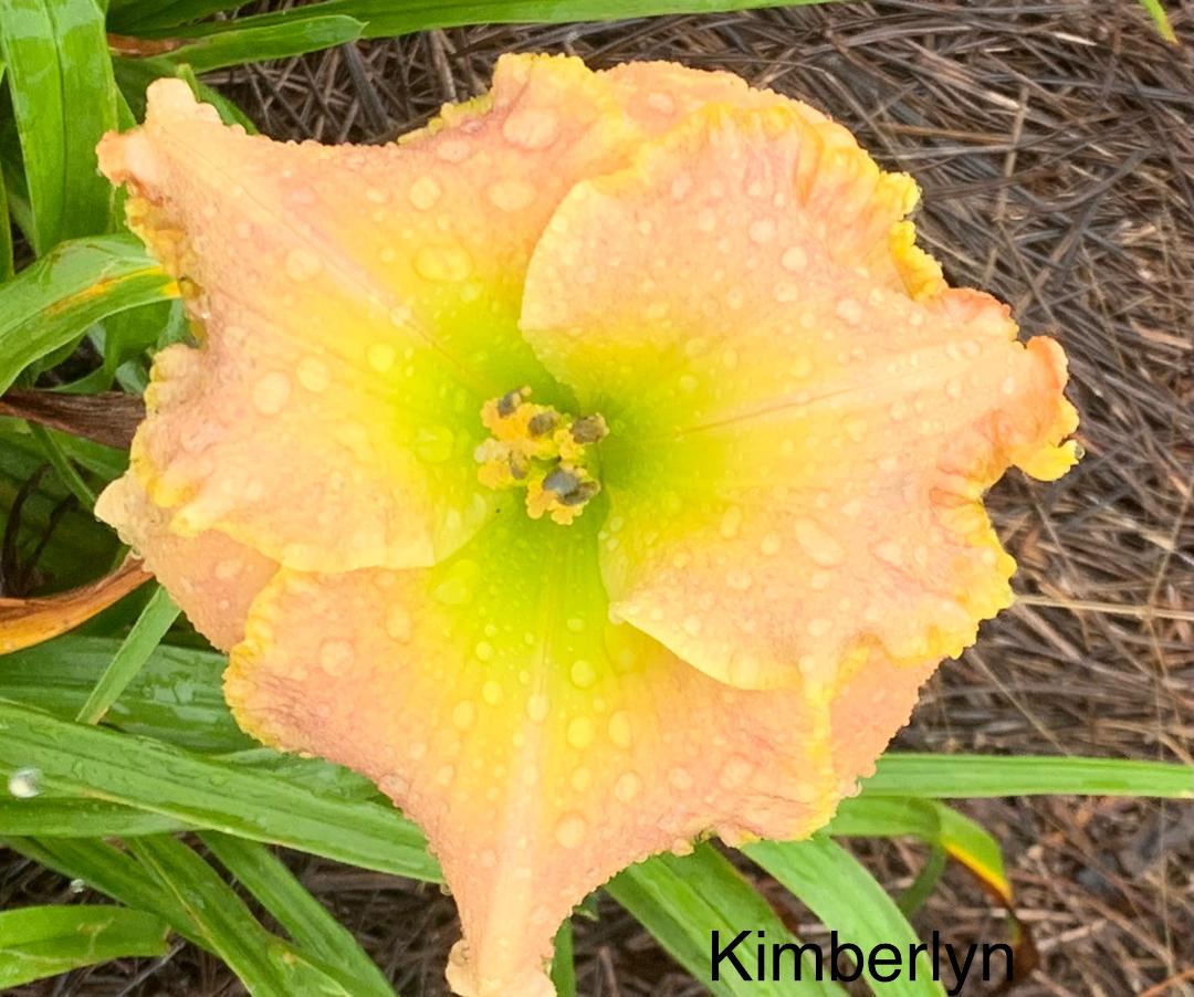 Kimberlynn