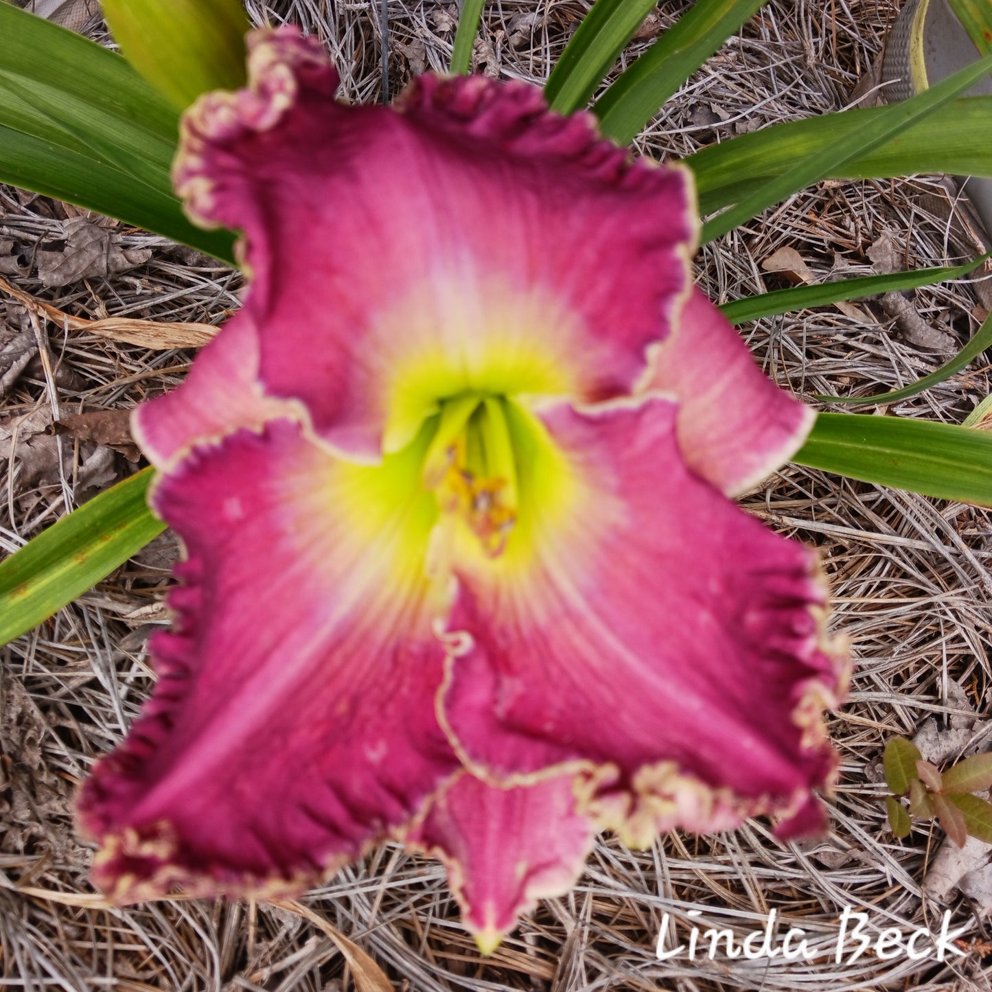 Linda Beck