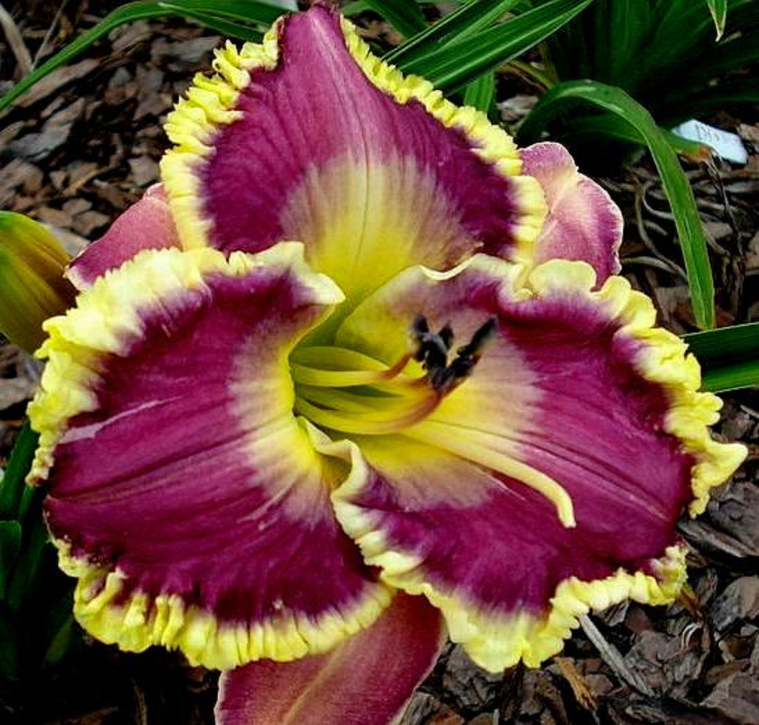 Spacecoast Royal Ransom