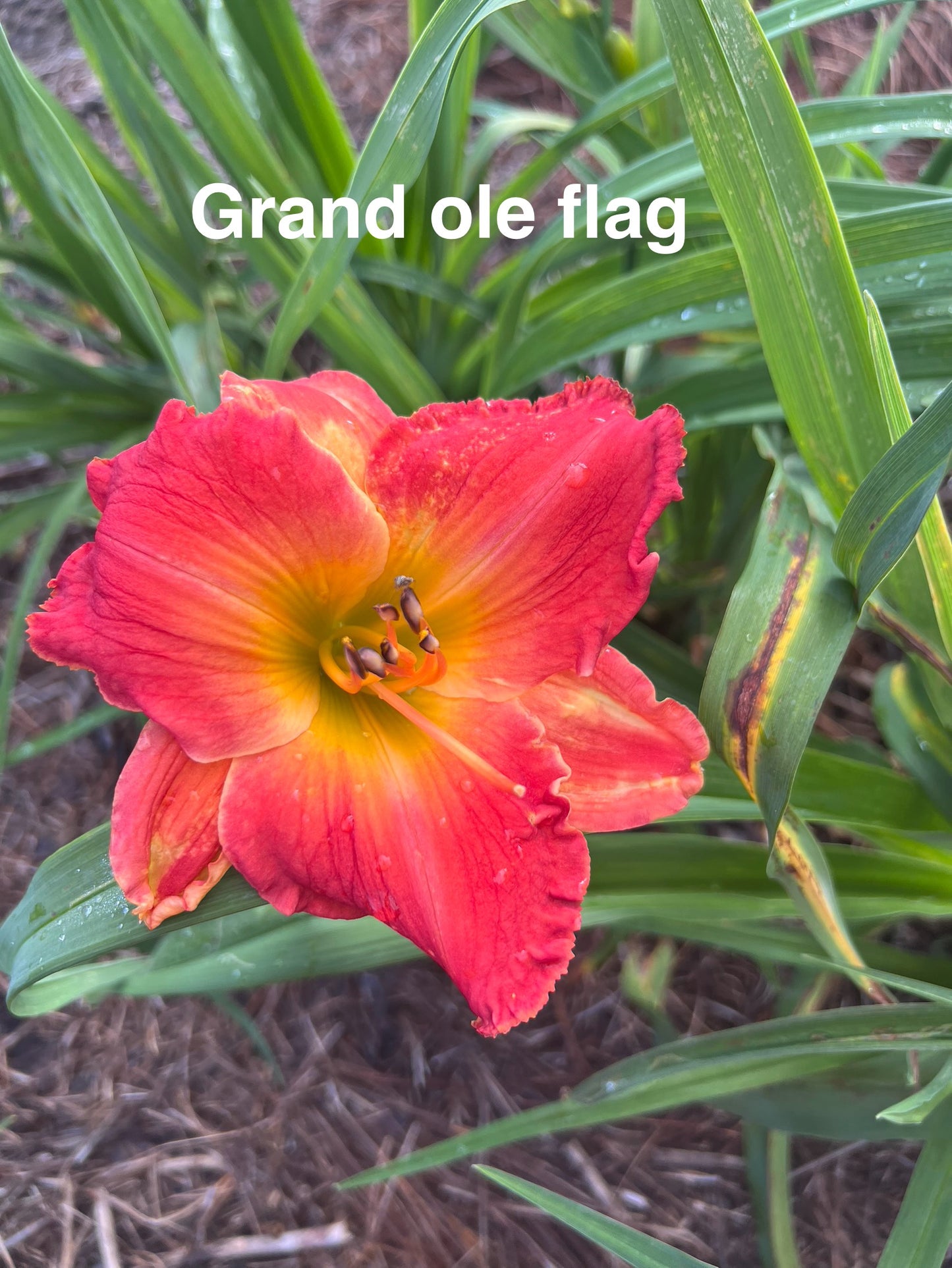 Grand Old Flag