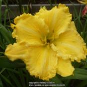 Abundant Ruffles