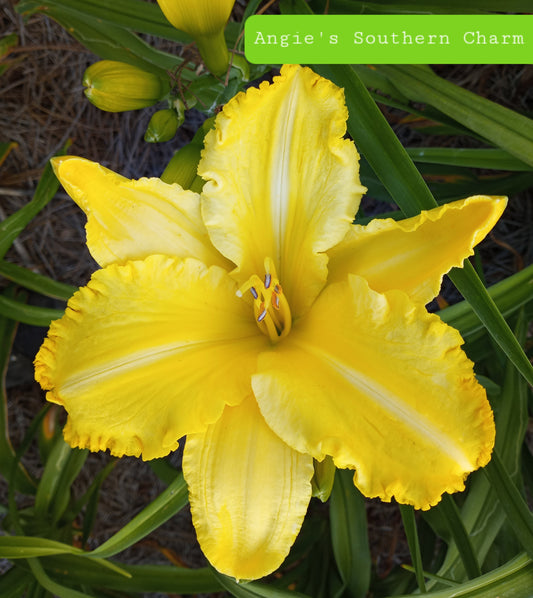 Angie's Southern Charm