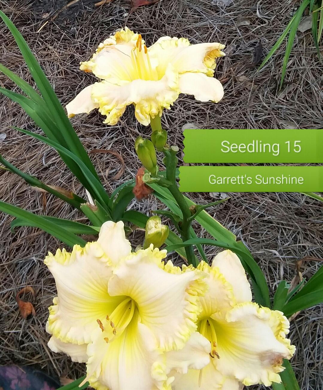Garrett's Sunshine