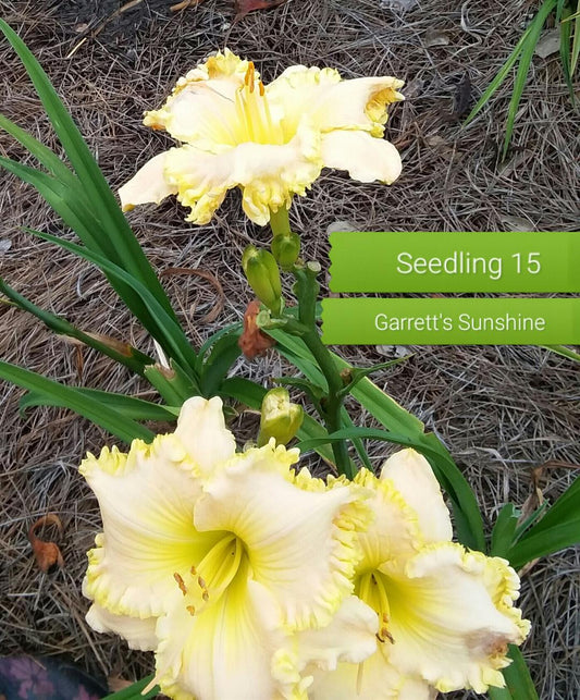 Garrett's Sunshine