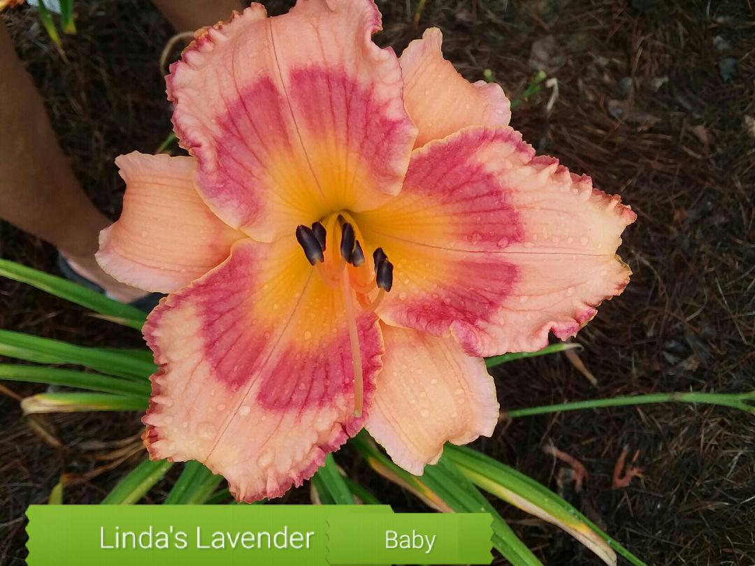 Linda's Lavender Baby