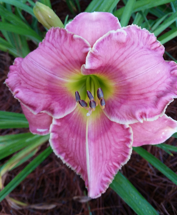 Linda's Pretty in Pink