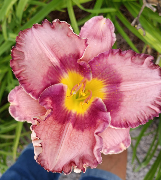 Machelle's Cherry Sunshine