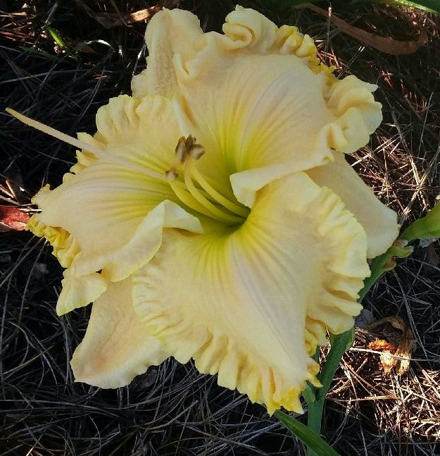 Machelle's Yellow Dress