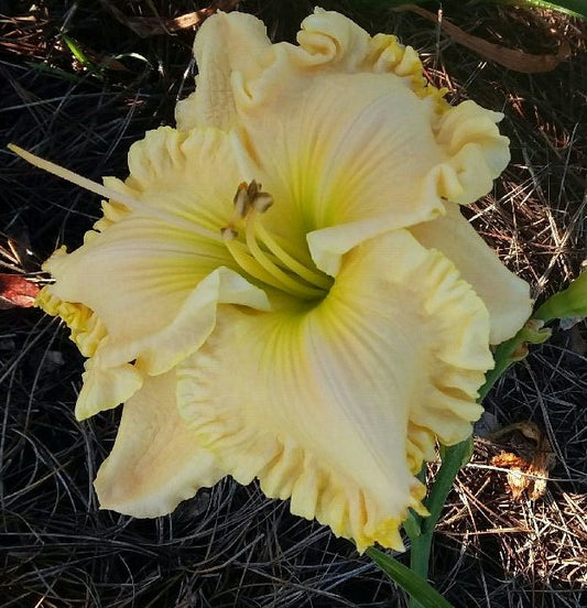 Machelle's Yellow Dress