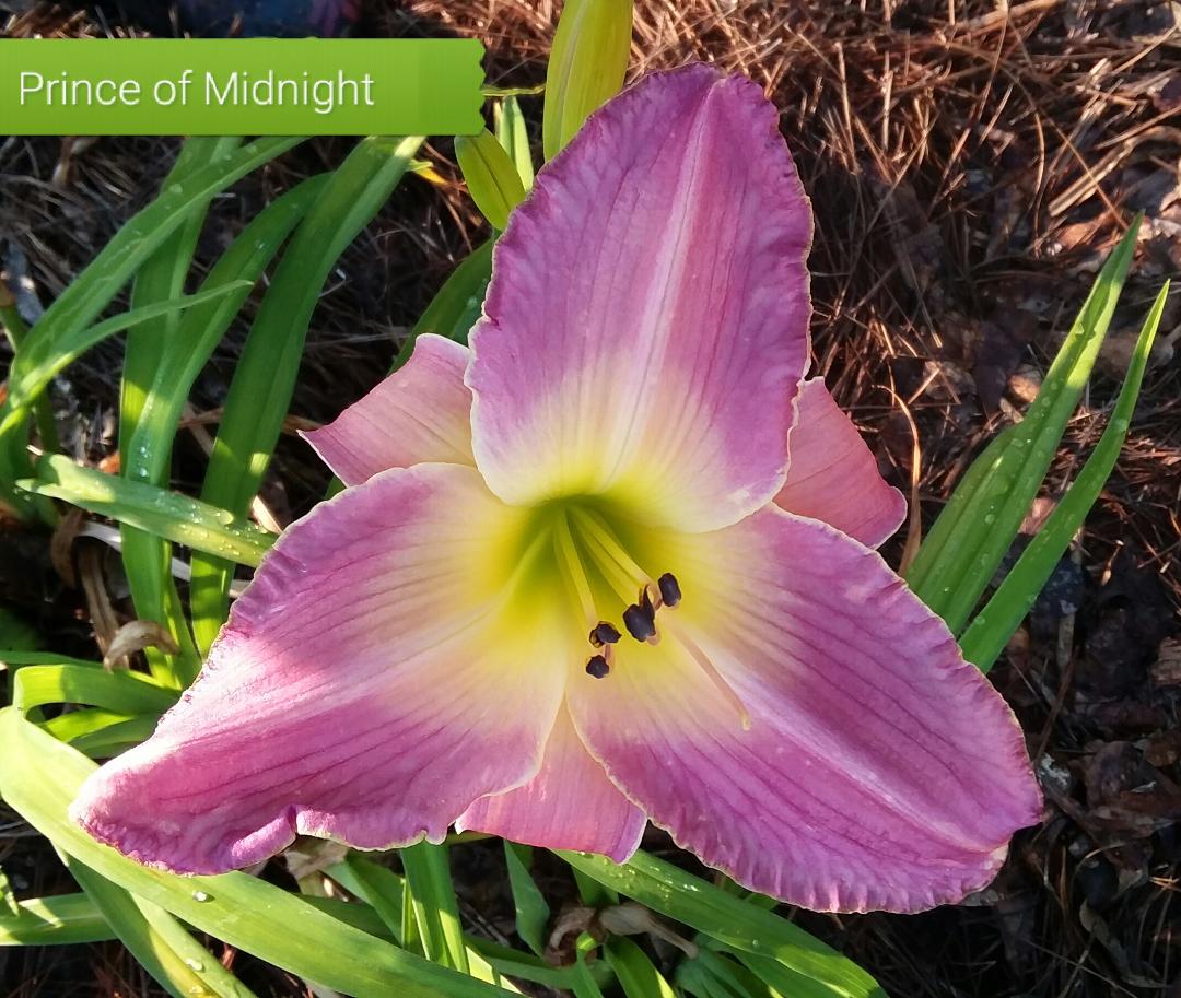 Prince Of Midnight