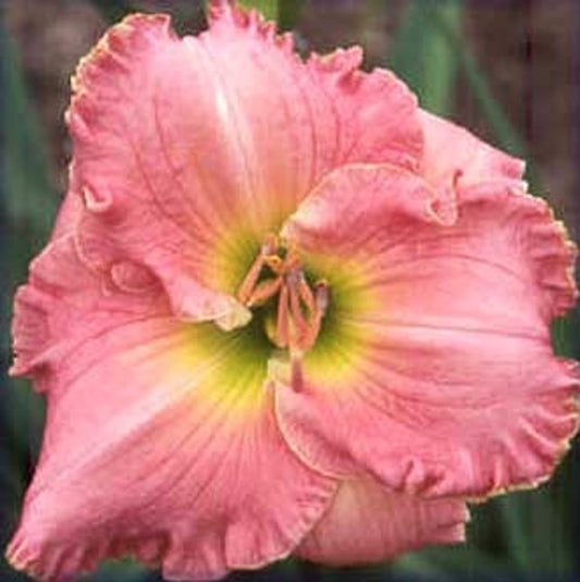 Rose Hampton