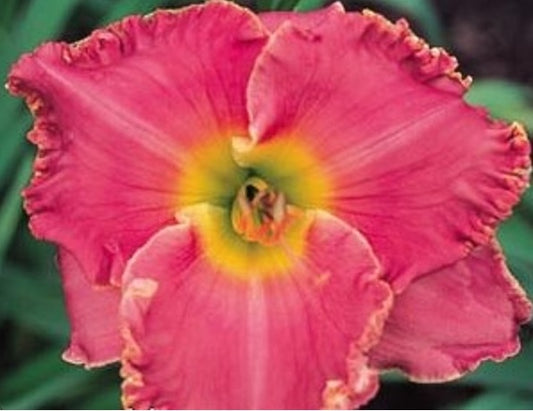 Rose Fire Glow