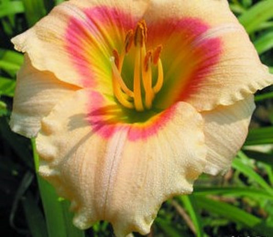Siloam Ethel Smith