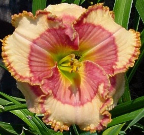 Spacecoast Dragon Prince