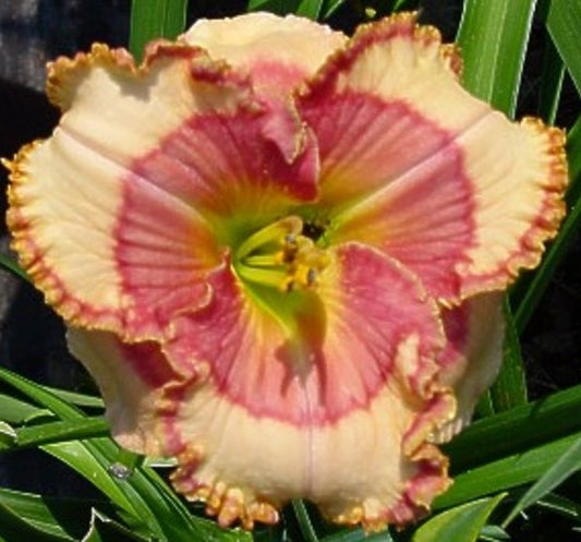 Spacecoast Dragon Prince