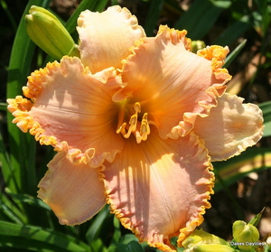 Spacecoast Starburst