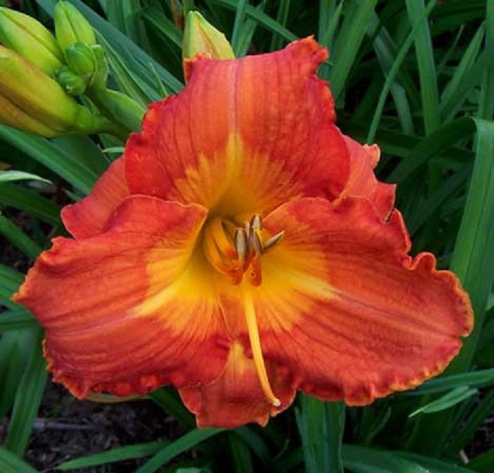 Tahlequah Flame