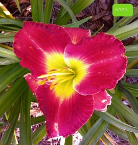 Trevor's Big Country